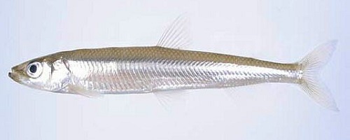 ワカサギ釣りについて ワカサギ釣りポータル 全国のわかさぎ釣り情報